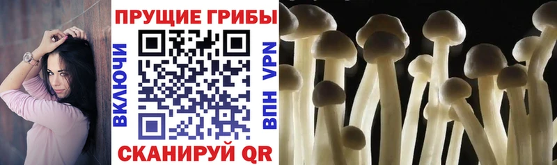 Галлюциногенные грибы MAGIC MUSHROOMS Купить где Свирск